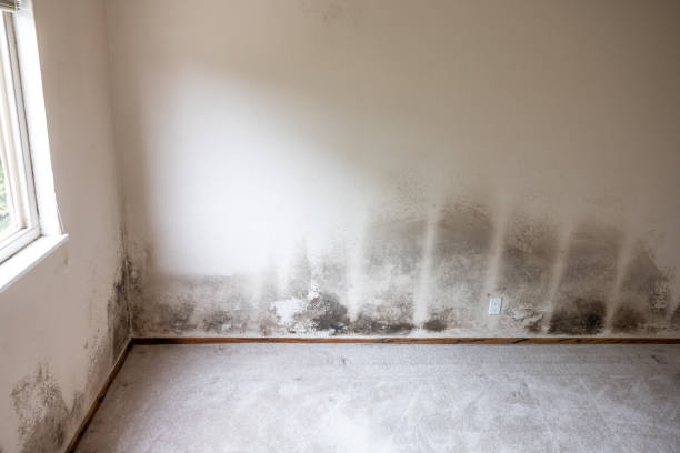 Best Mold Remediation for Healthcare Facilities  in Seminole, FL